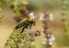 Xylocopa sp.